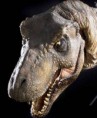 /album/fotogalerij/tr-tyrannosaurus-jurassic-park-091112-jpg/